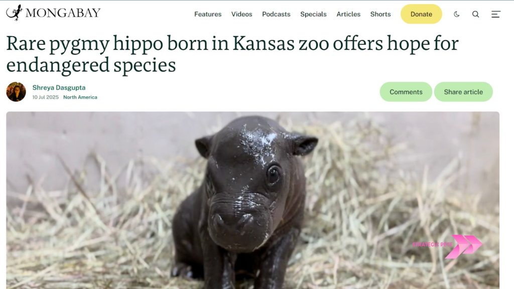 A news article about a rare pygmy hippo born at a Kansas zoo
