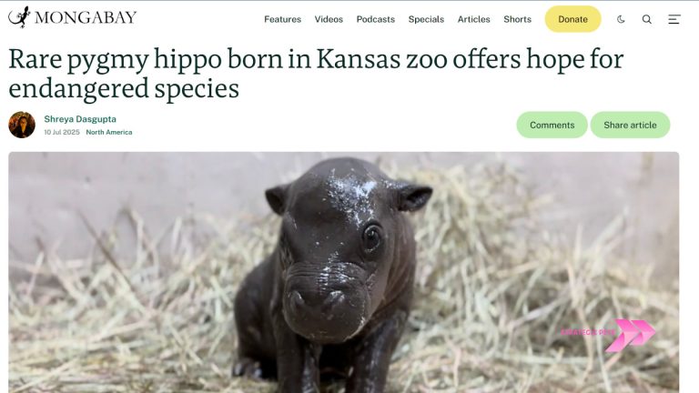 A news article about a rare pygmy hippo born at a Kansas zoo