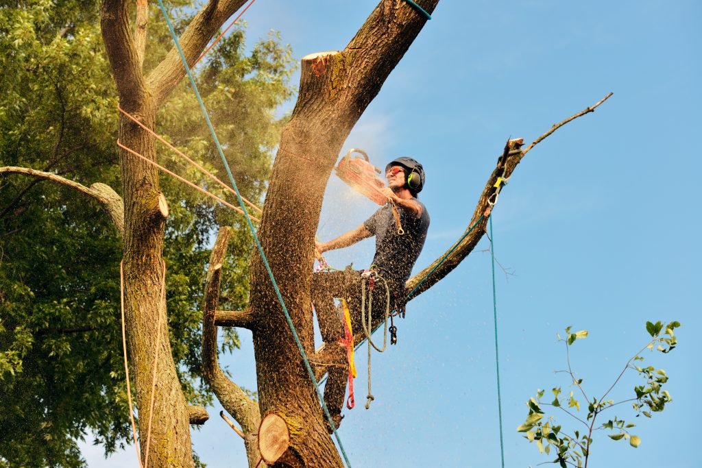 A professional tree service technician trimming branches with a chainsaw while using safety gear, showcasing tree maintenance expertise—ideal for promoting tree service marketing.